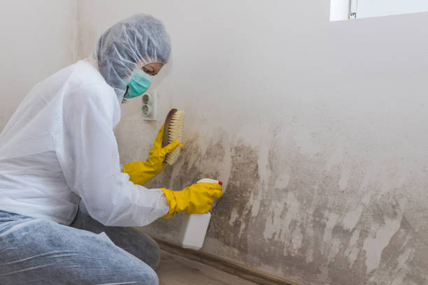 Best Residential Mold Removal  in Grandyle Village, NY